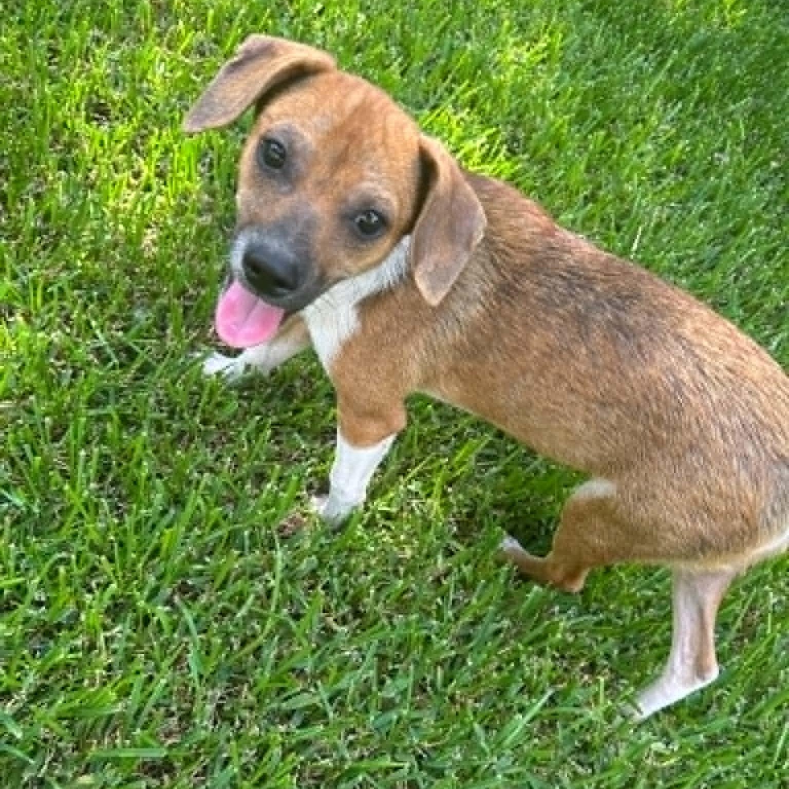 Enlarge Toby, a Adoptable mixed breed in Bothell, WA image 4/6