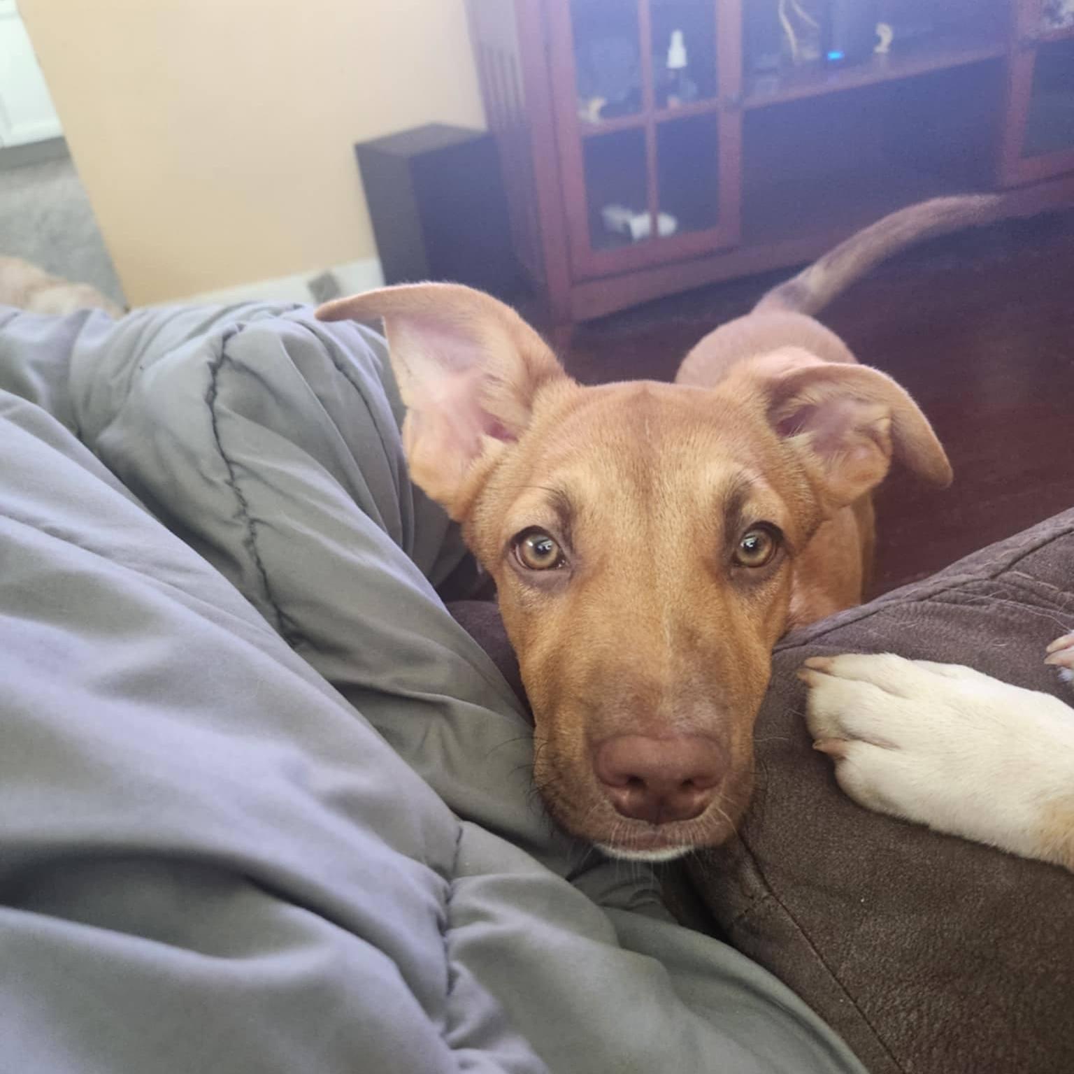 Ella, a Adoptable mixed breed in Grand Island, NE image 1/3