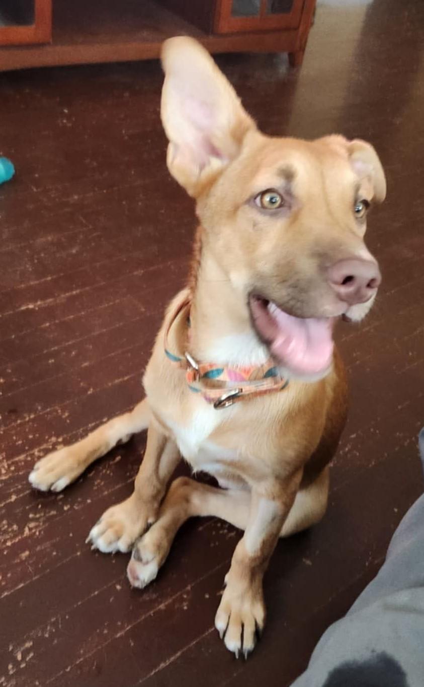 Ella, Adoptable, Puppy Female Shepherd.