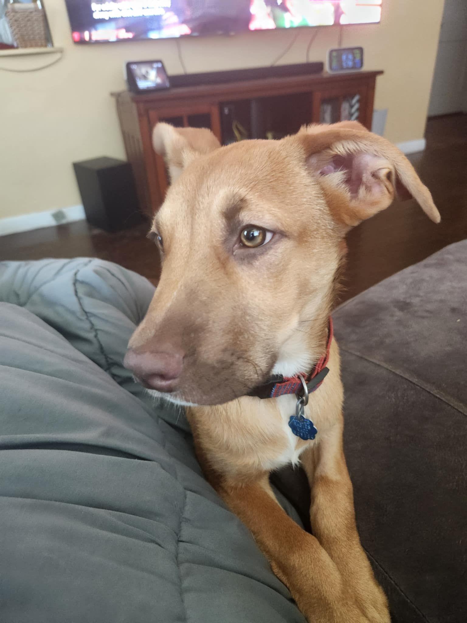 Ella, a Adoptable mixed breed in Grand Island, NE image 3/3