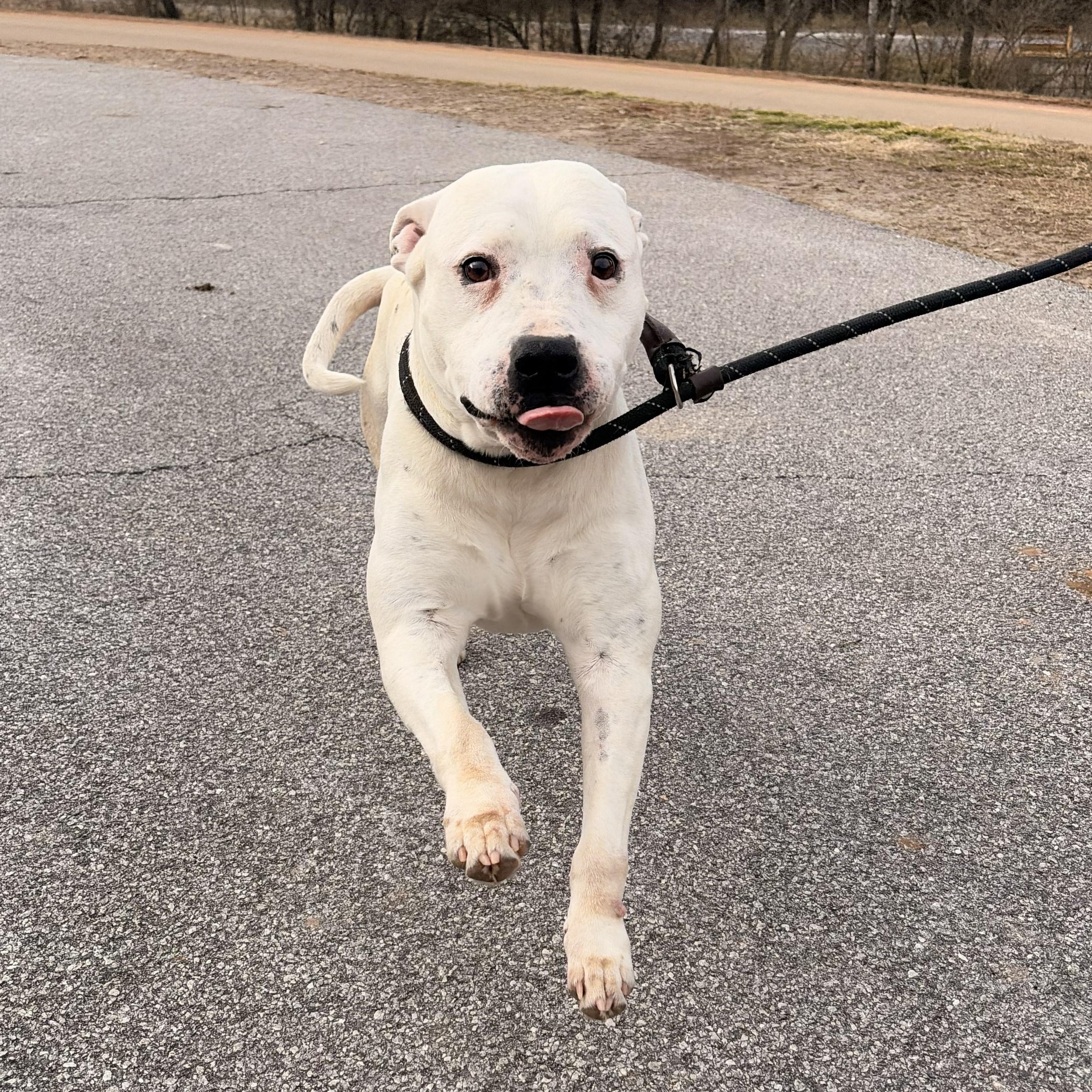 Enlarge Cosmo, an adopted mixed breed in Franklin, NC image 2/5