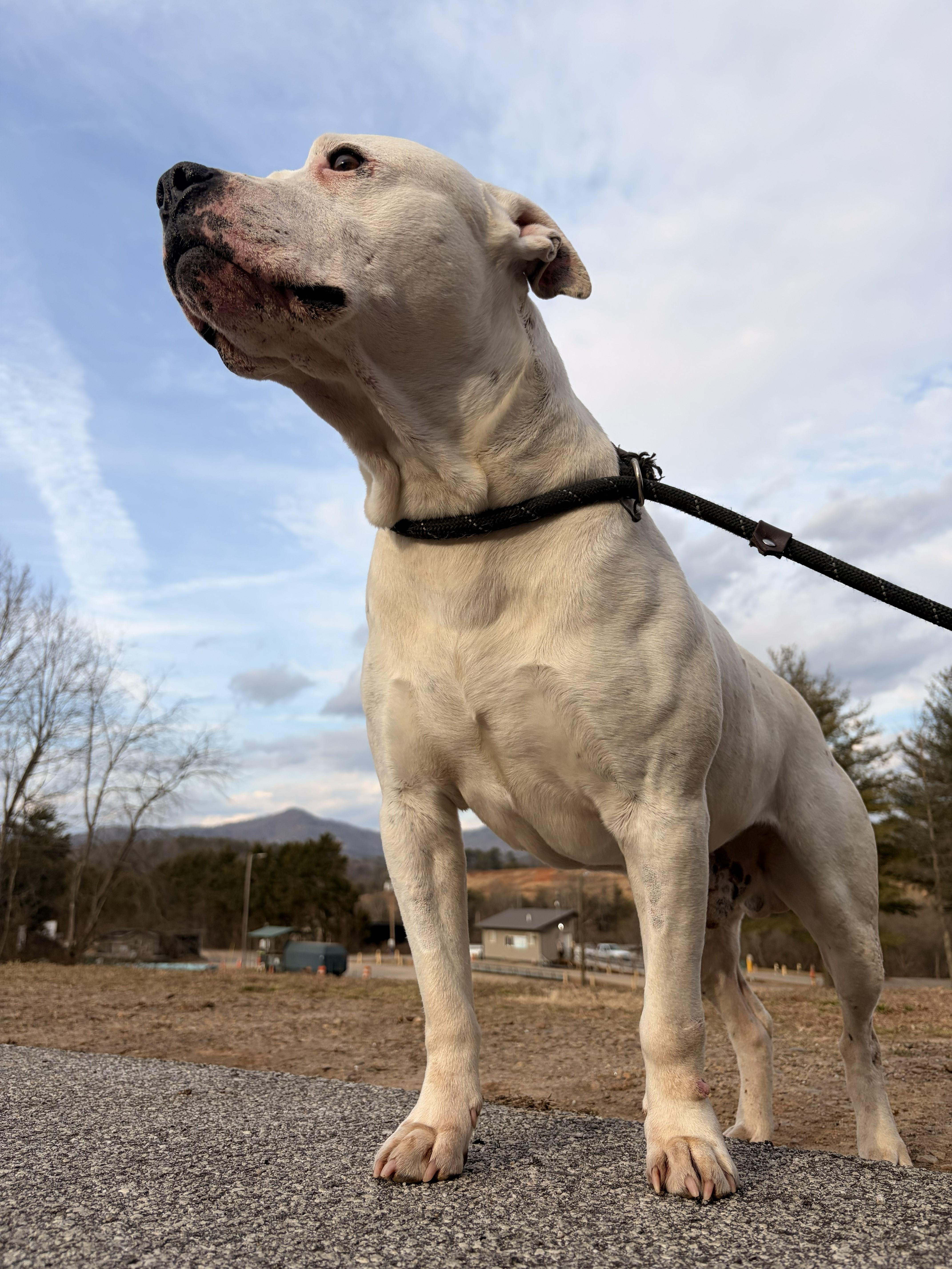Enlarge Cosmo, an adopted mixed breed in Franklin, NC image 5/5