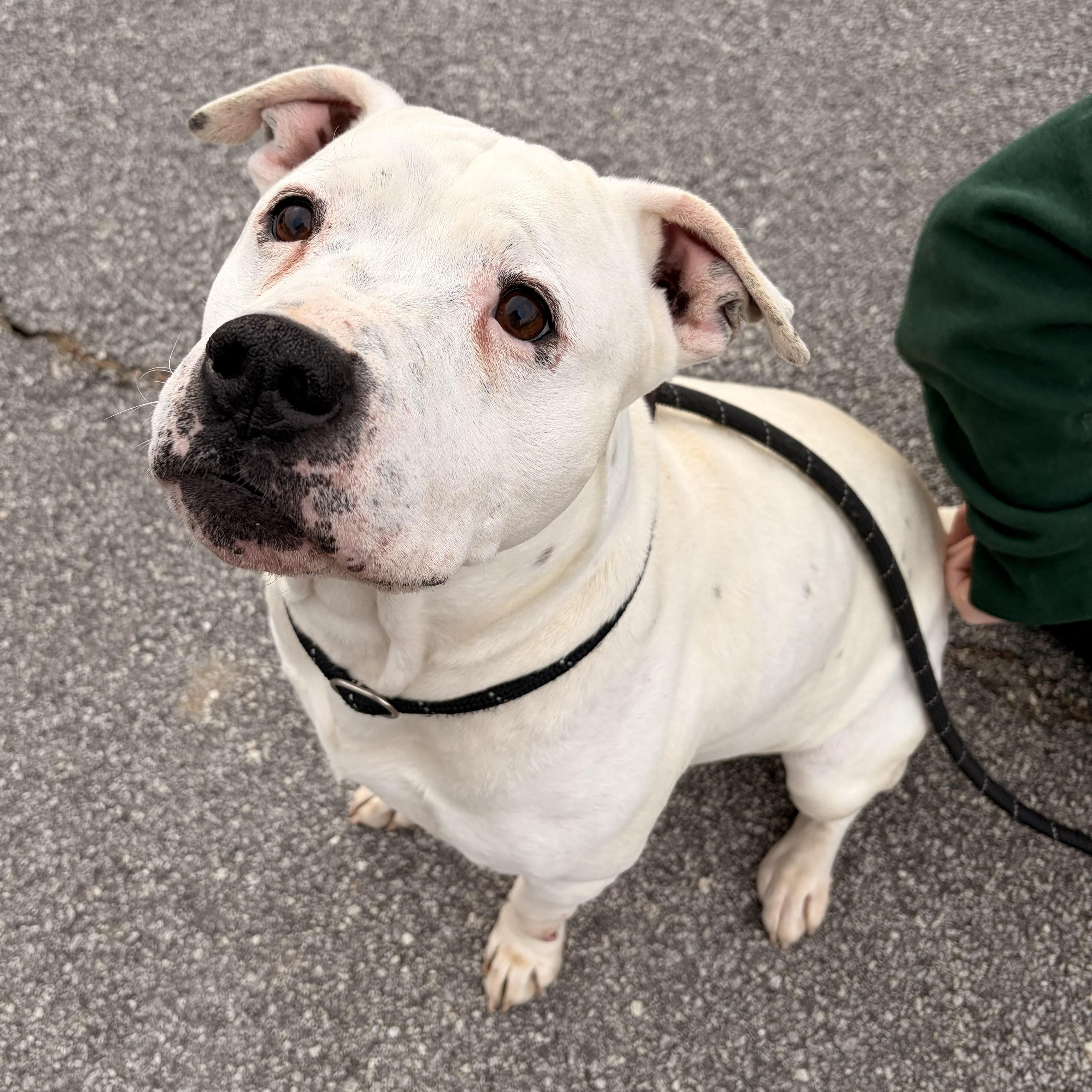 Enlarge Cosmo, an adopted mixed breed in Franklin, NC image 3/5