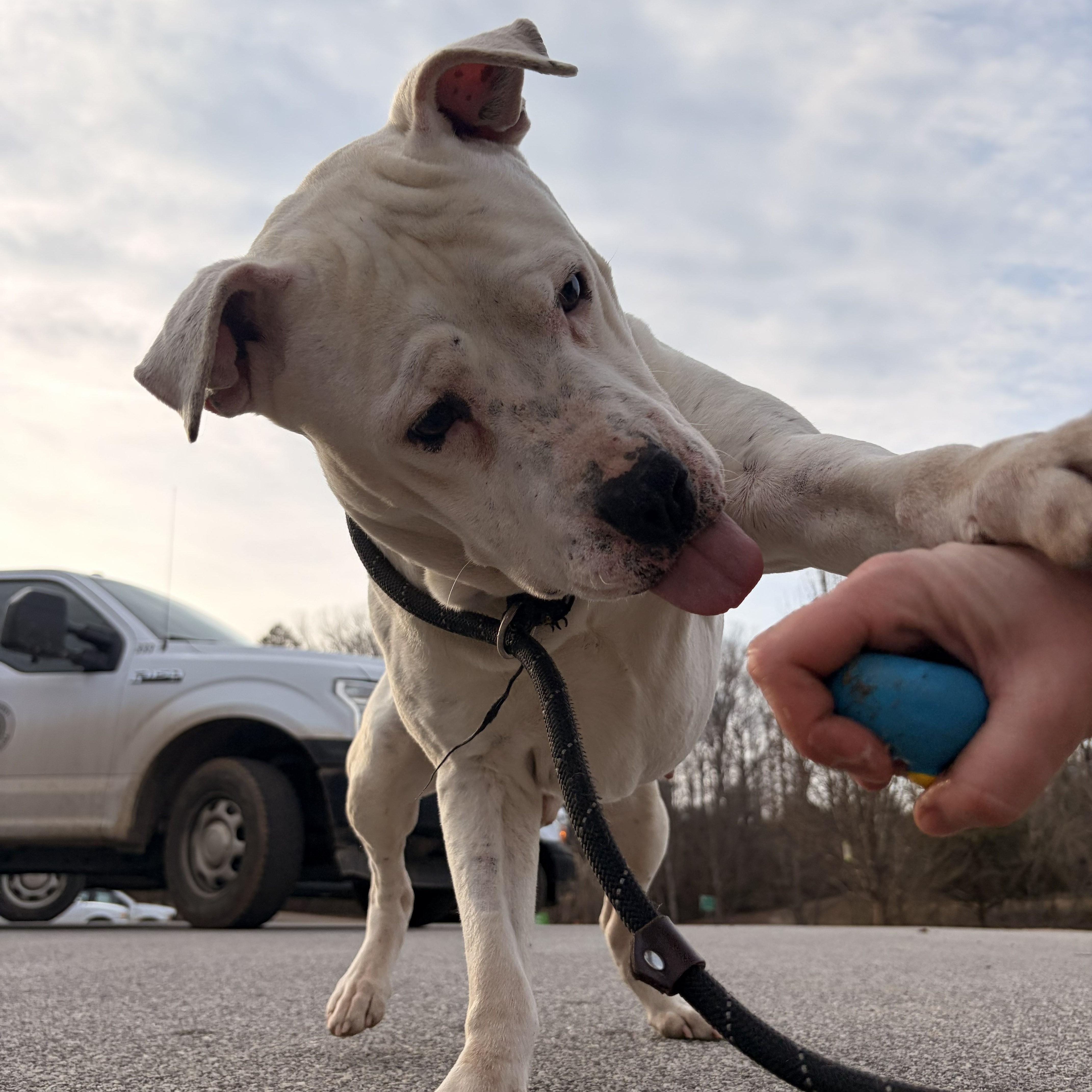 Enlarge Cosmo, an adopted mixed breed in Franklin, NC image 4/5