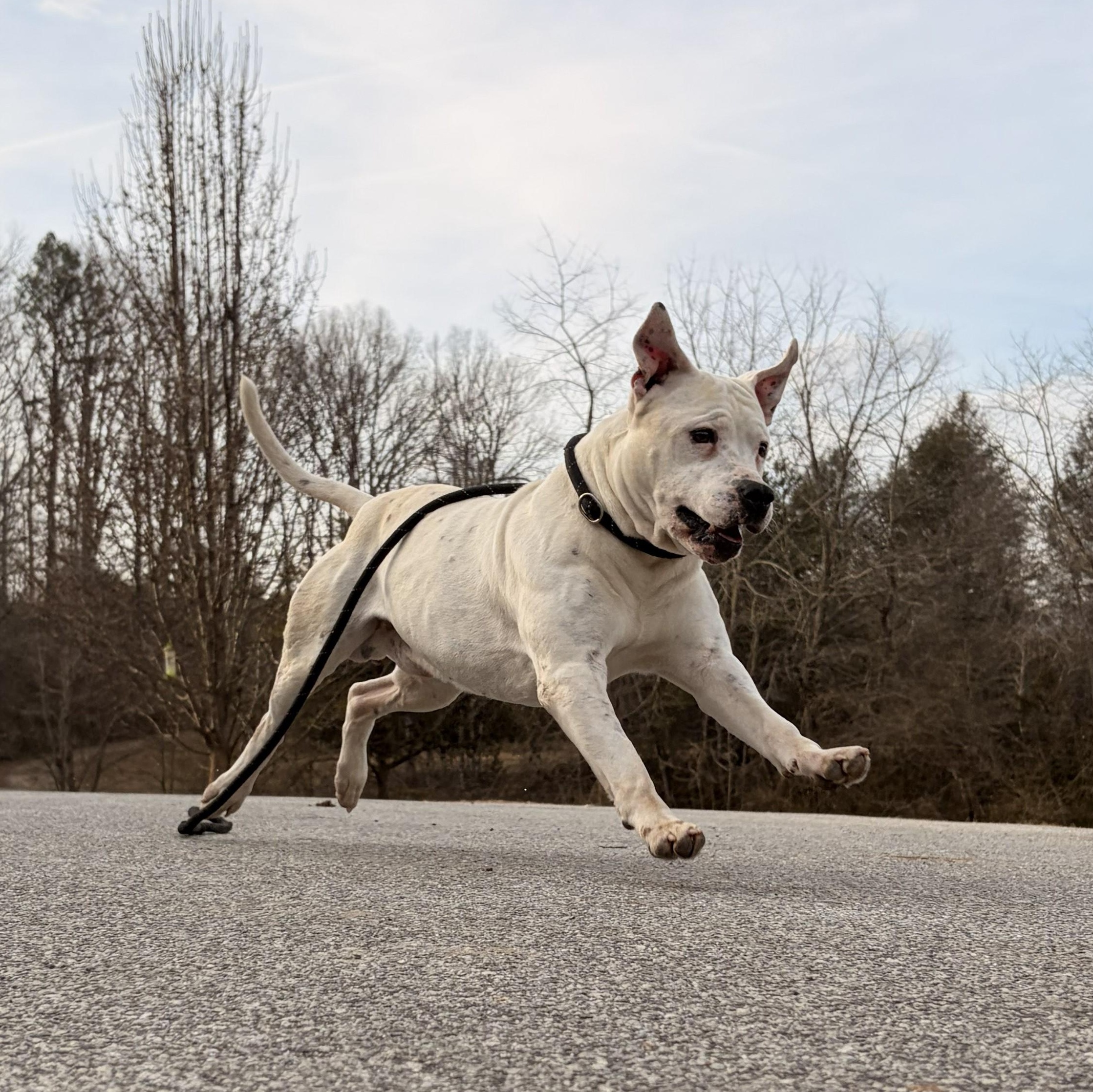 Enlarge Cosmo, an adopted mixed breed in Franklin, NC image 1/5