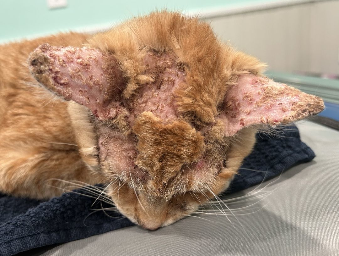 Enlarge Nimba the Spectacular, a Adoptable Domestic Short Hair in Grand Rapids, MI image 2/6