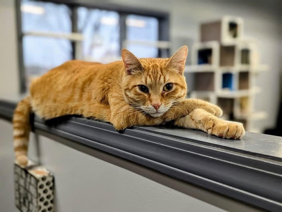 Enlarge Nimba the Spectacular - Bonded Buddy Program, a Adoptable Domestic Short Hair in Grand Rapids, MI image 1/6