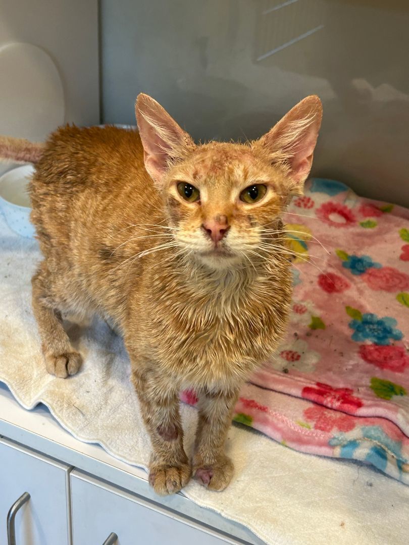 Enlarge Nimba the Spectacular, a Adoptable Domestic Short Hair in Grand Rapids, MI image 3/6