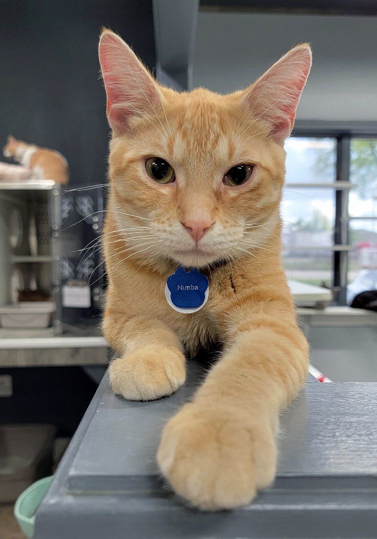 Enlarge Nimba the Spectacular, a Adoptable Domestic Short Hair in Grand Rapids, MI image 4/6
