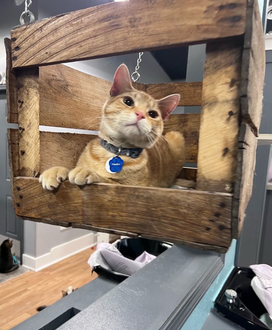 Enlarge Nimba the Spectacular, a Adoptable Domestic Short Hair in Grand Rapids, MI image 1/6