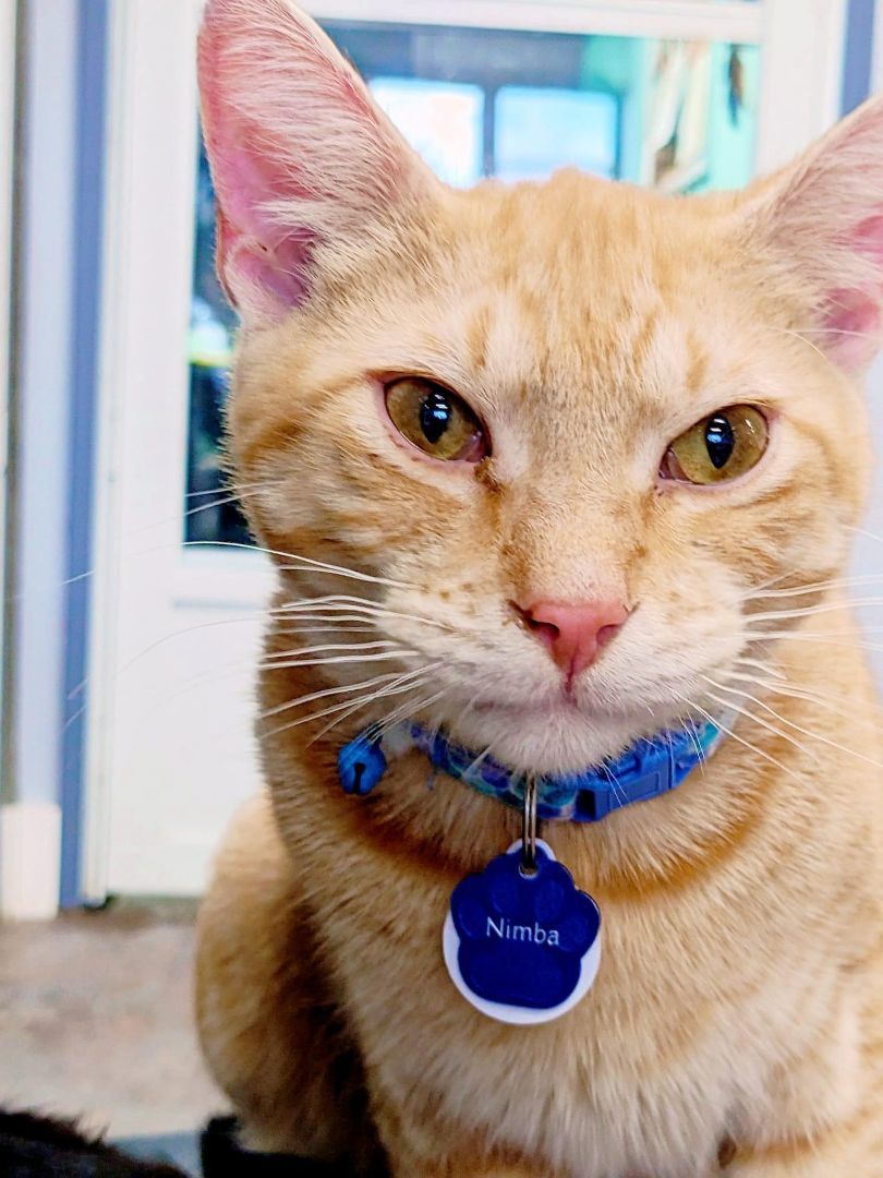 Enlarge Nimba the Spectacular, a Adoptable Domestic Short Hair in Grand Rapids, MI image 5/6