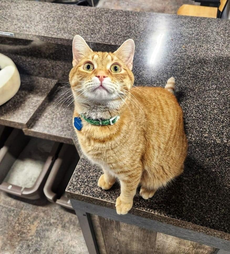 Enlarge Nimba the Spectacular - Bonded Buddy Program, a Adoptable Domestic Short Hair in Grand Rapids, MI image 3/6