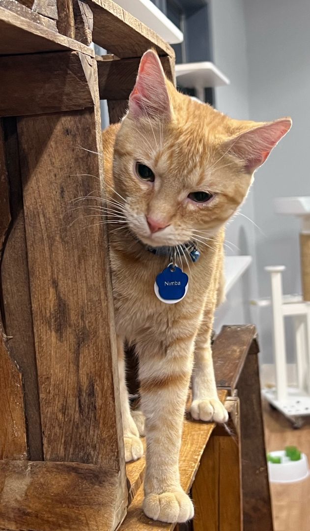 Enlarge Nimba the Spectacular, a Adoptable Domestic Short Hair in Grand Rapids, MI image 6/6