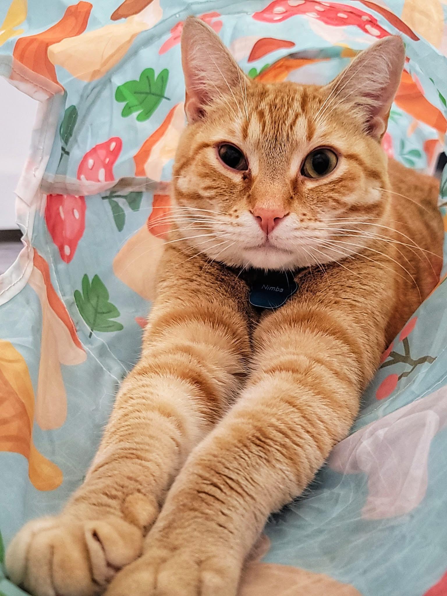 Enlarge Nimba the Spectacular - Bonded Buddy Program, a Adoptable Domestic Short Hair in Grand Rapids, MI image 4/6