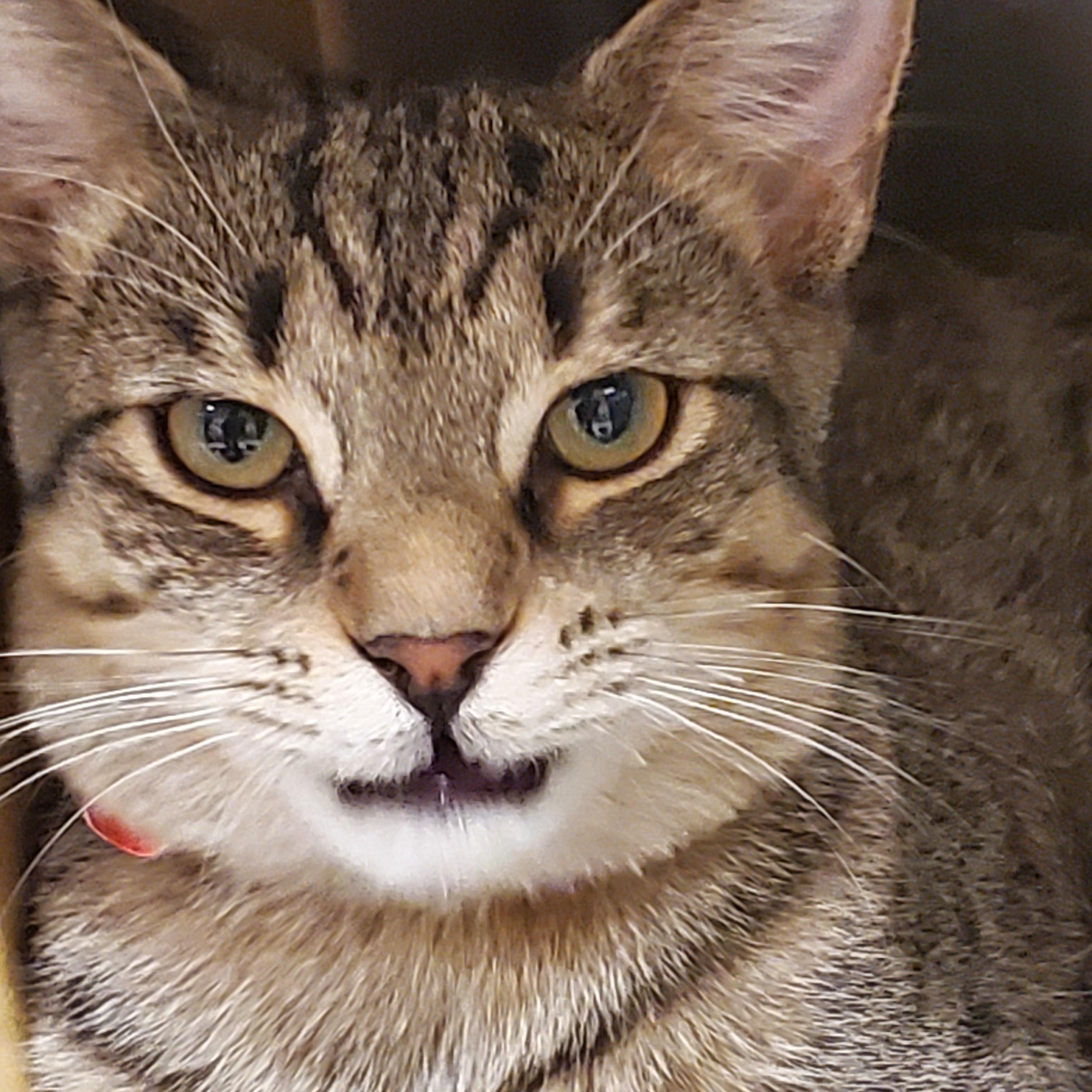 Enlarge Lenny, a Adoptable Tabby in Muncie, IN image 3/4