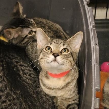 Enlarge Lenny, a Adoptable Tabby in Muncie, IN image 1/4