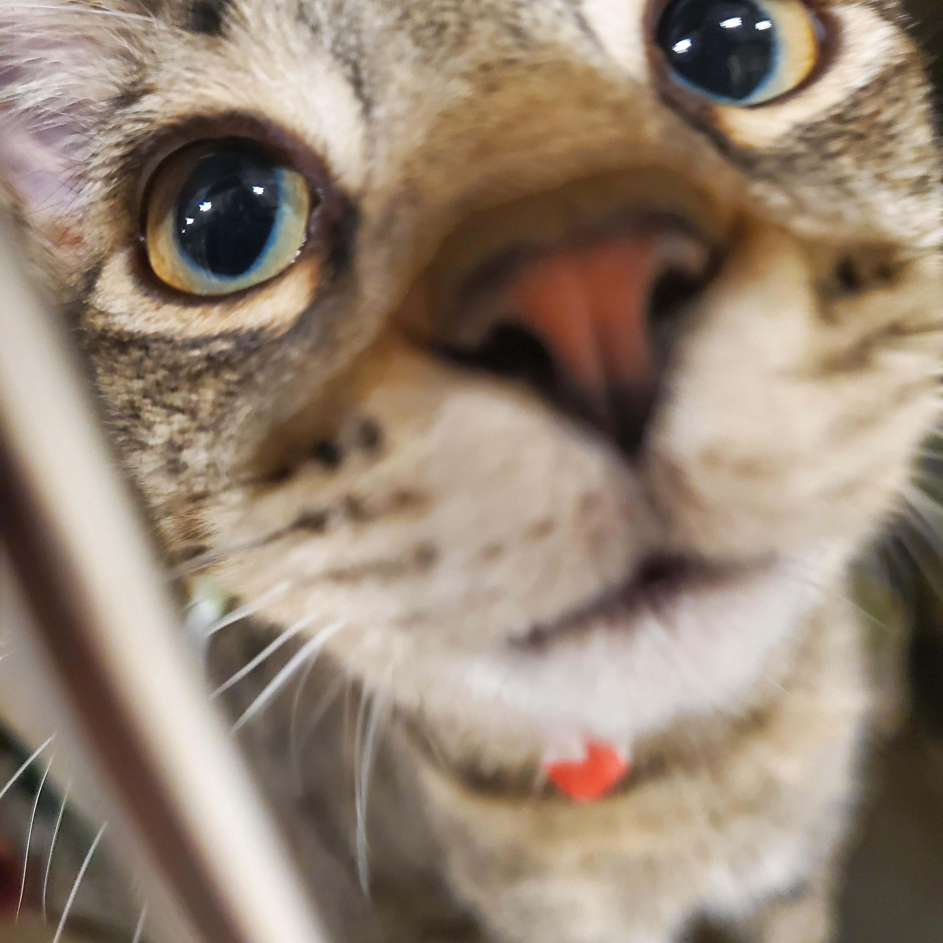 Enlarge Lenny, a Adoptable Tabby in Muncie, IN image 4/4