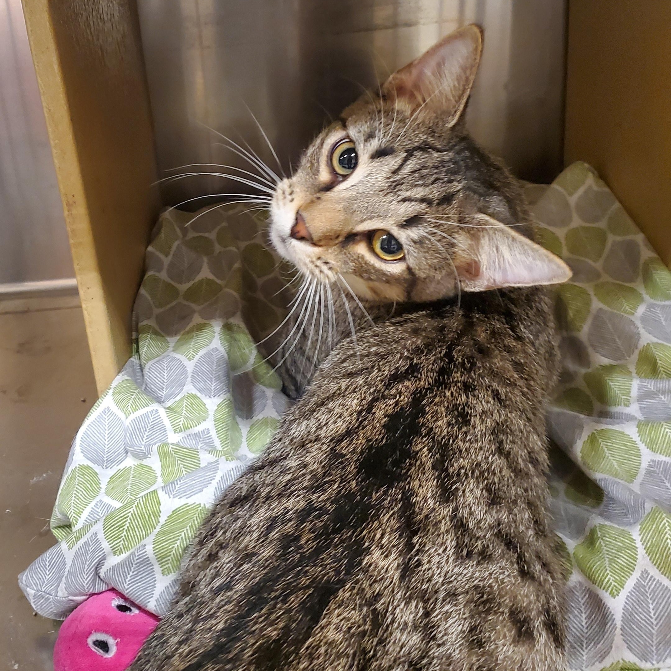 Enlarge Lenny, a Adoptable Tabby in Muncie, IN image 2/4