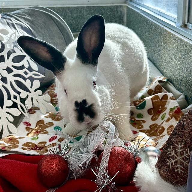 PEANUT, Adoptable, Young Female Californian.