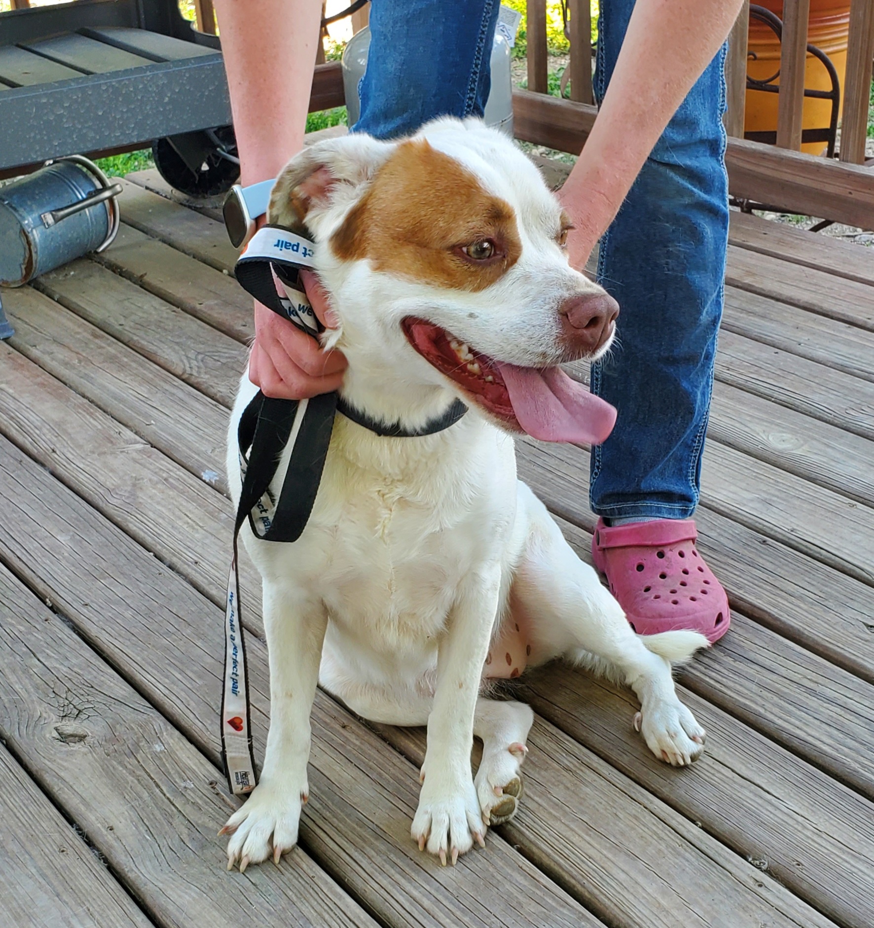 Dog for adoption Tia, a Brittany Spaniel & Boxer Mix in Walthill, NE