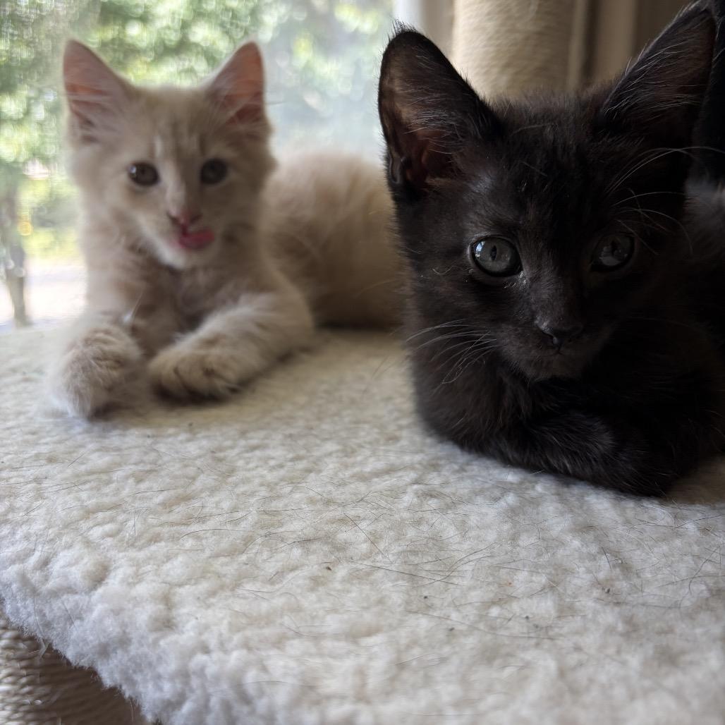 Fork (bonded w/Gloria), Adoptable, Kitten Male Domestic Long Hair.