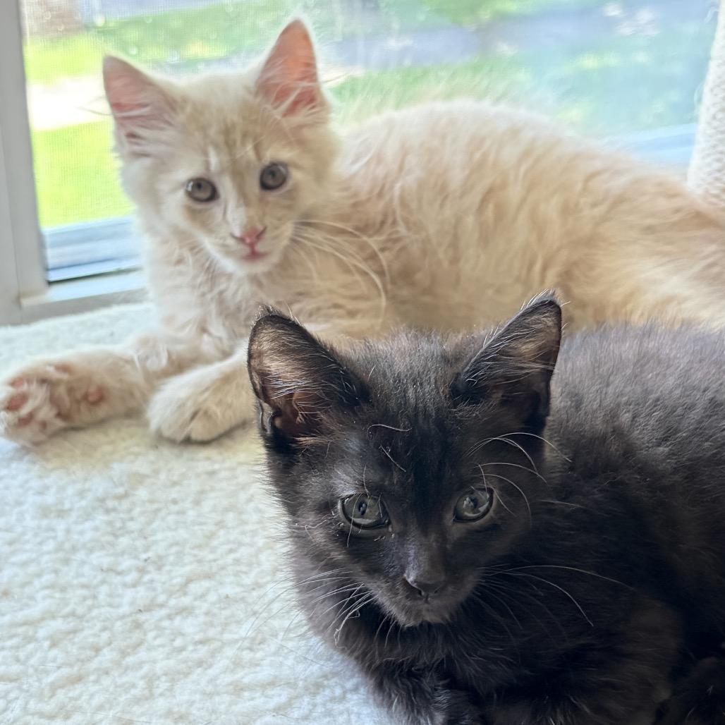 Enlarge Fork (bonded w/Gloria), a Adoptable Domestic Long Hair in Lexington, KY image 5/5