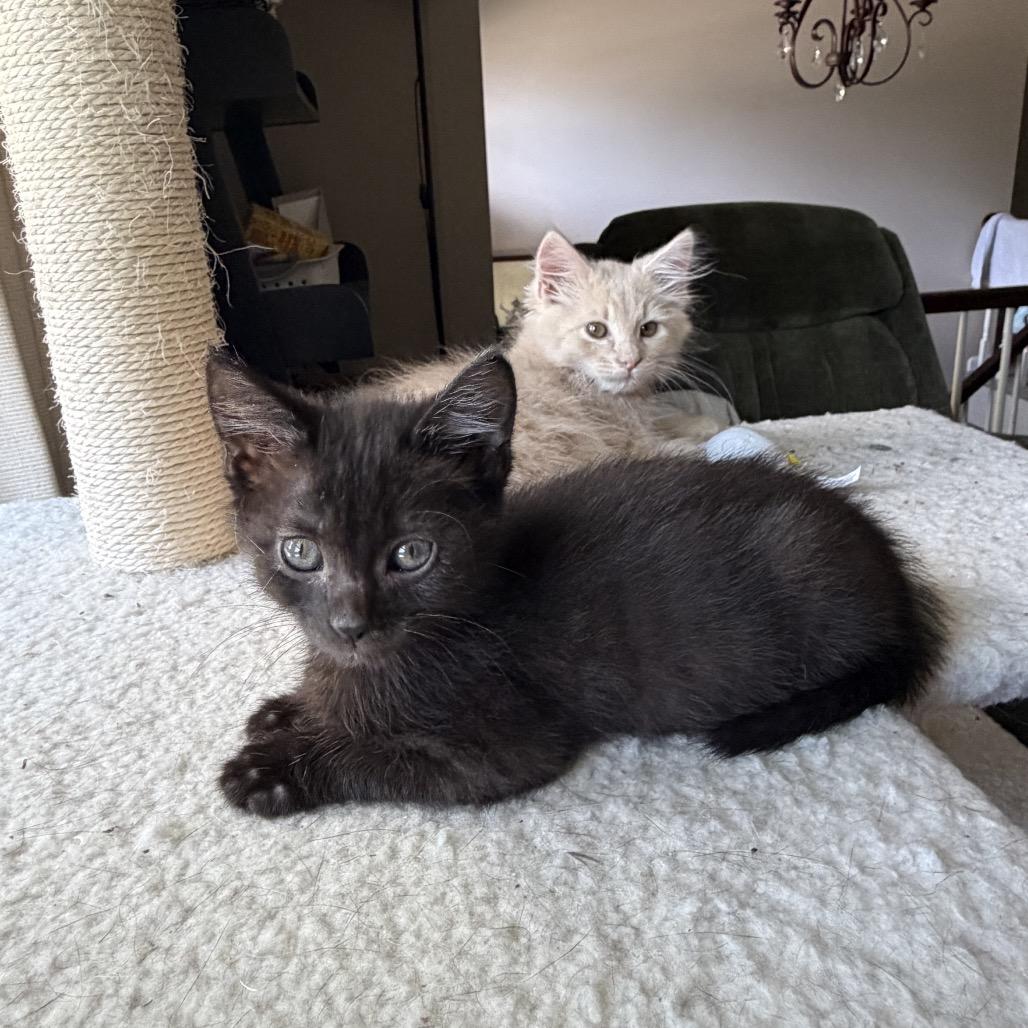 Enlarge Fork (bonded w/Gloria), a Adoptable Domestic Long Hair in Lexington, KY image 1/5