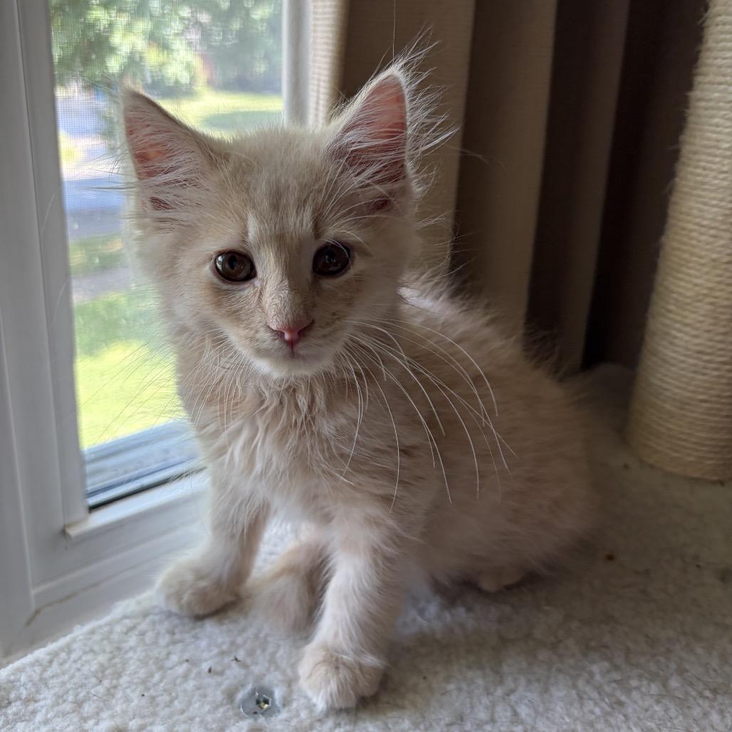 Enlarge Fork (bonded w/Gloria), a Adoptable Domestic Long Hair in Lexington, KY image 2/5