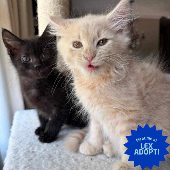 Enlarge Fork (bonded w/Gloria), a Adoptable Domestic Long Hair in Lexington, KY image 3/5