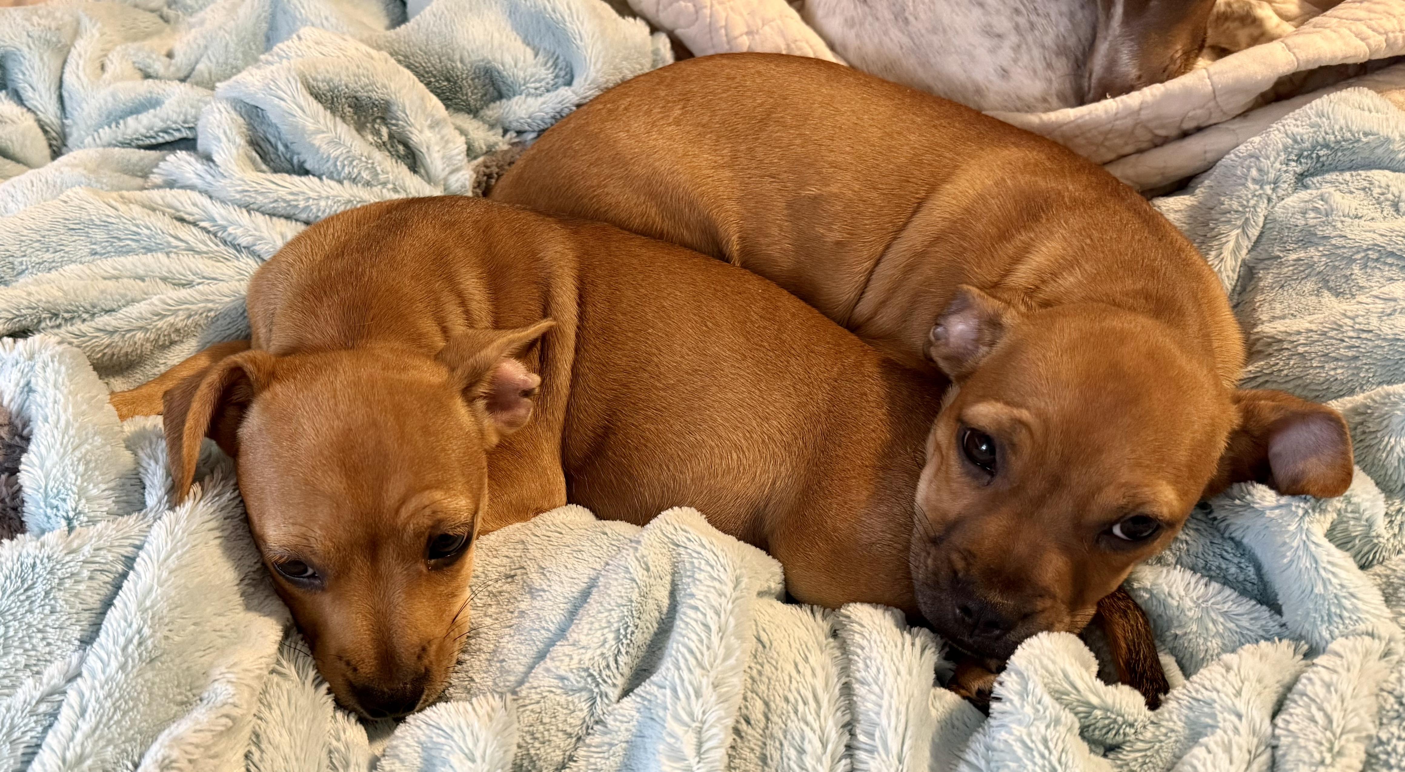 Enlarge FAIRLEY *fee partially sponsored*, a Adopted mixed breed in Houma, LA image 2/4