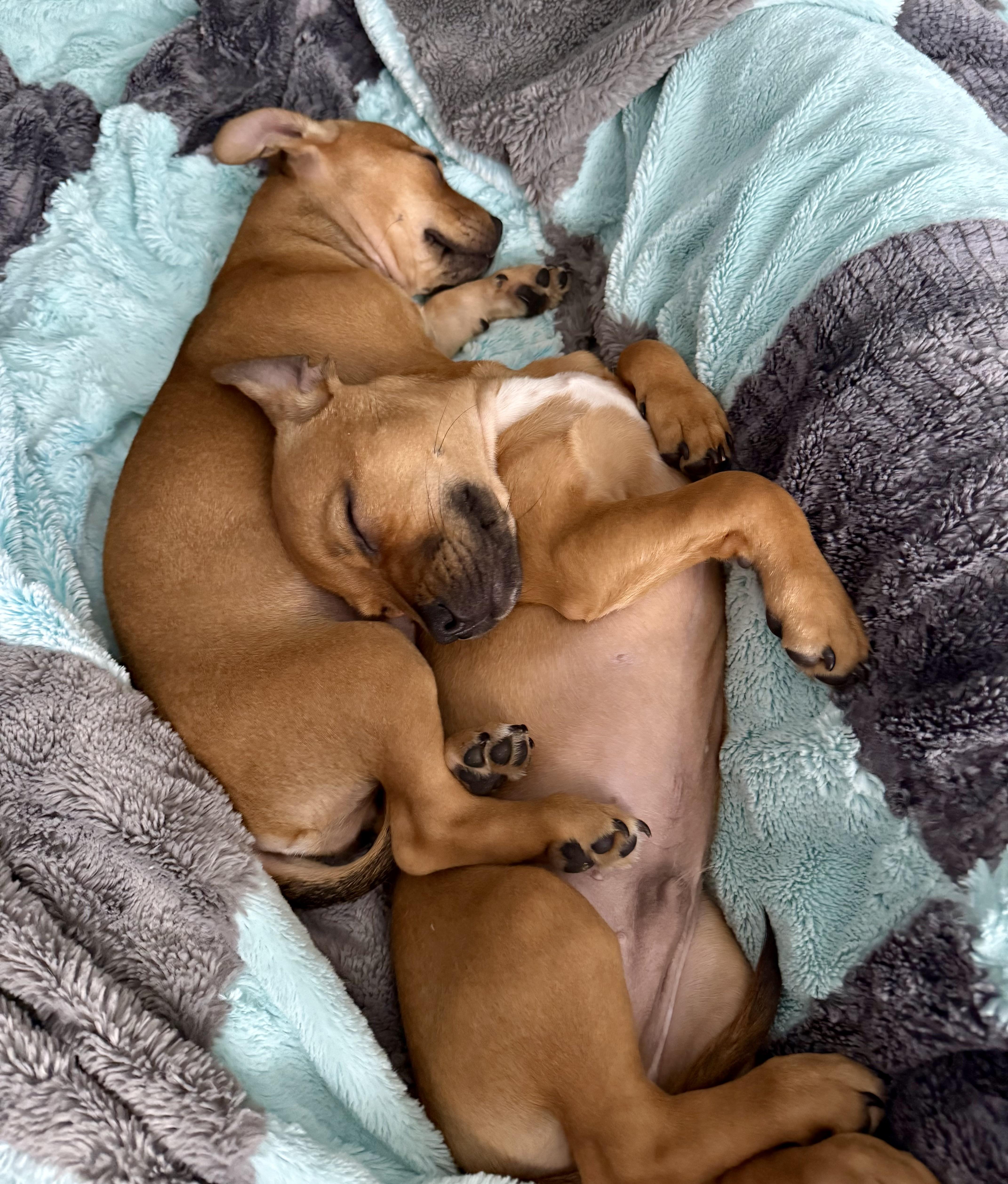 Enlarge FAIRLEY *fee partially sponsored*, a Adopted mixed breed in Houma, LA image 3/4