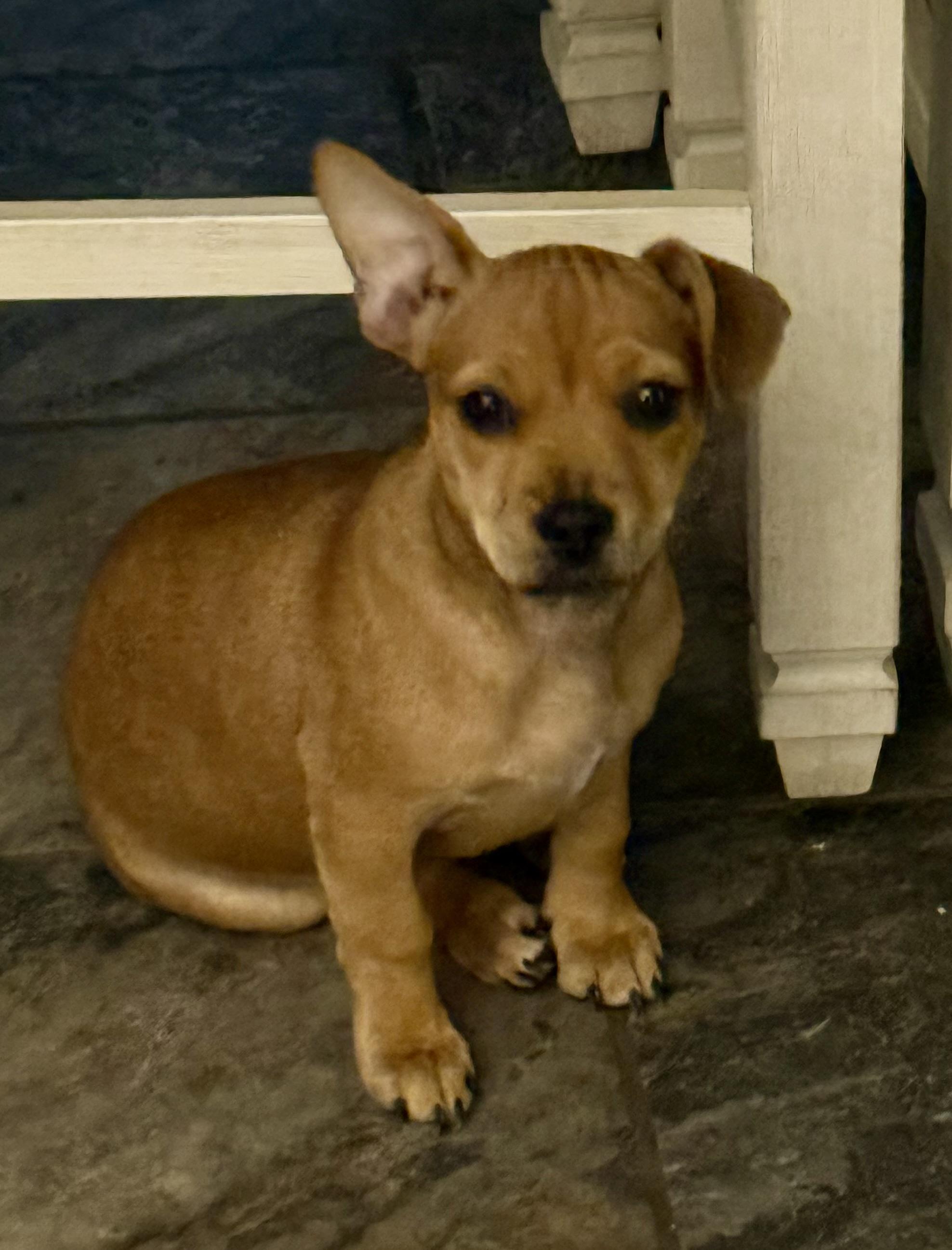 Enlarge FAIRLEY *fee partially sponsored*, a Adopted mixed breed in Houma, LA image 1/4