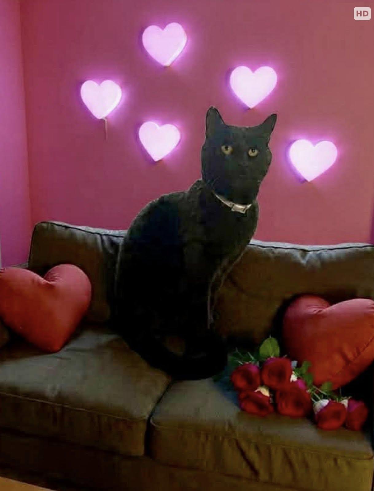 Mr. Cat, Adopted, Adult Male Domestic Medium Hair.