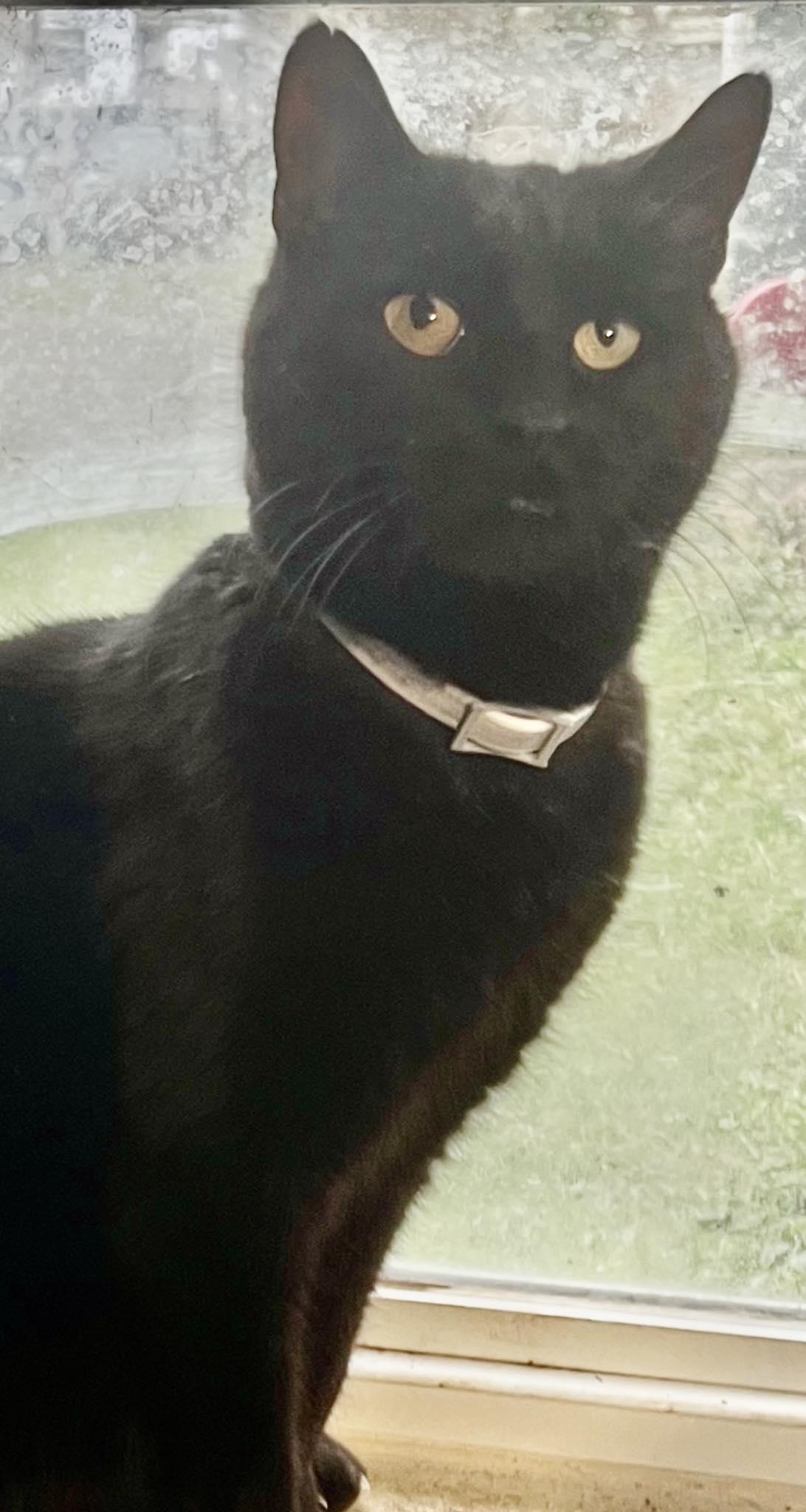 Enlarge Mr. Cat, a Adopted Domestic Medium Hair in Fairmont, WV image 2/3