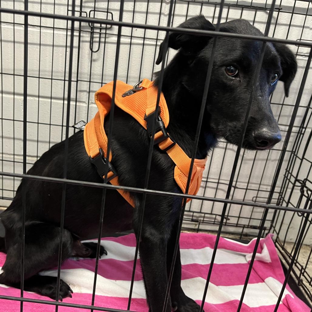 Flash Gordon, Adoptable, Adult Male Black Labrador Retriever & Whippet.