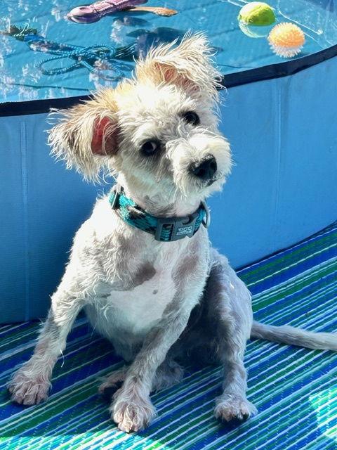 MURPHY #9, Adopted, Adult Male Cairn Terrier.