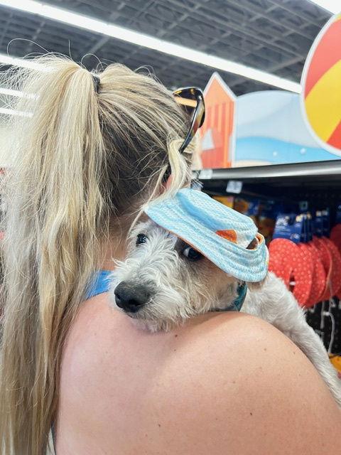 MURPHY #9, a Adopted Cairn Terrier in Chandler, AZ image 2/3