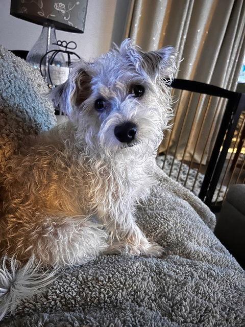 MURPHY #9, a Adopted Cairn Terrier in Chandler, AZ image 3/3