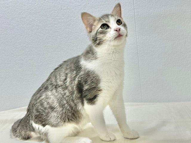 Enlarge Walter (aka Wally), a Adoptable Domestic Short Hair in Winton, NC image 1/3