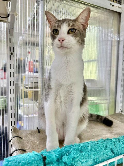 Enlarge Walter (aka Wally), a Adoptable Domestic Short Hair in Winton, NC image 2/3