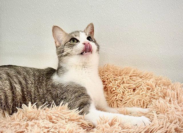 Enlarge Walter (aka Wally), a Adoptable Domestic Short Hair in Winton, NC image 3/3