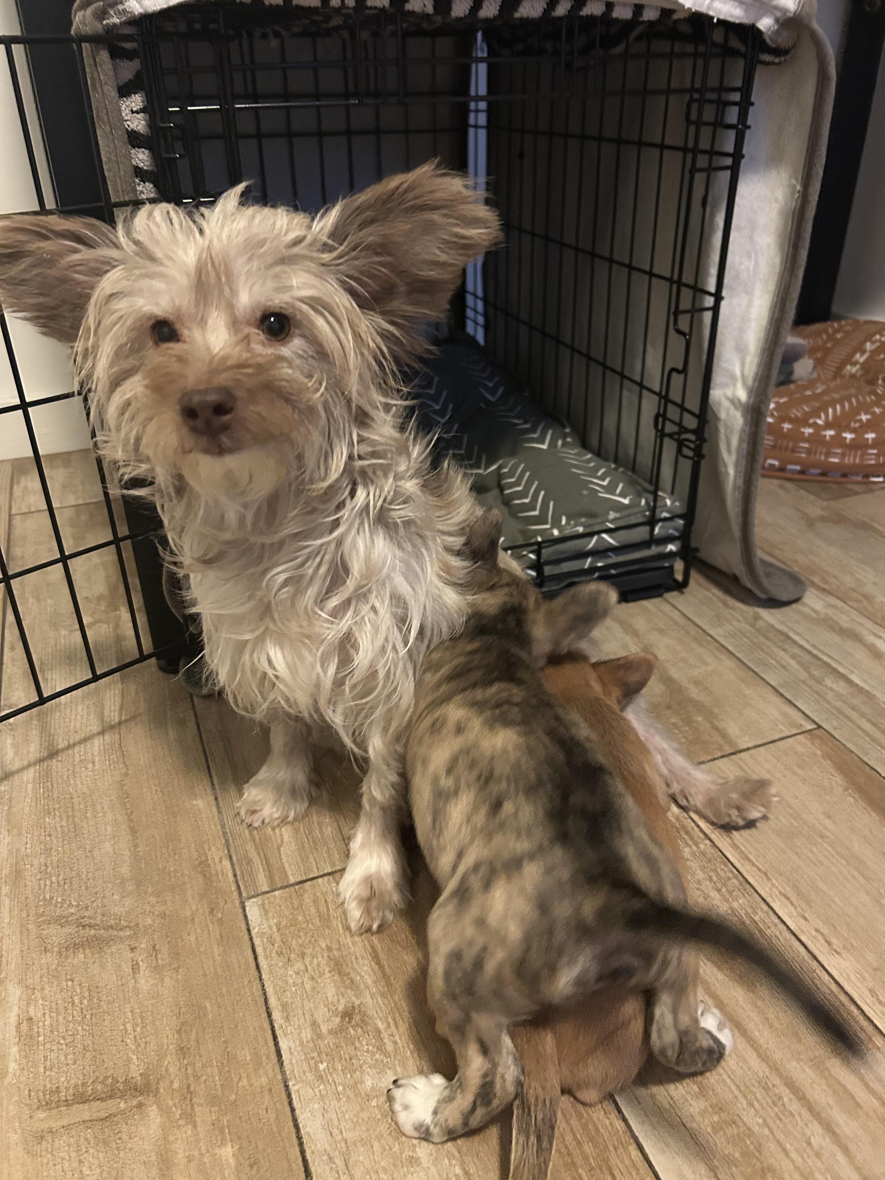 Poppy, an adopted mixed breed in Chandler, AZ image 5/5
