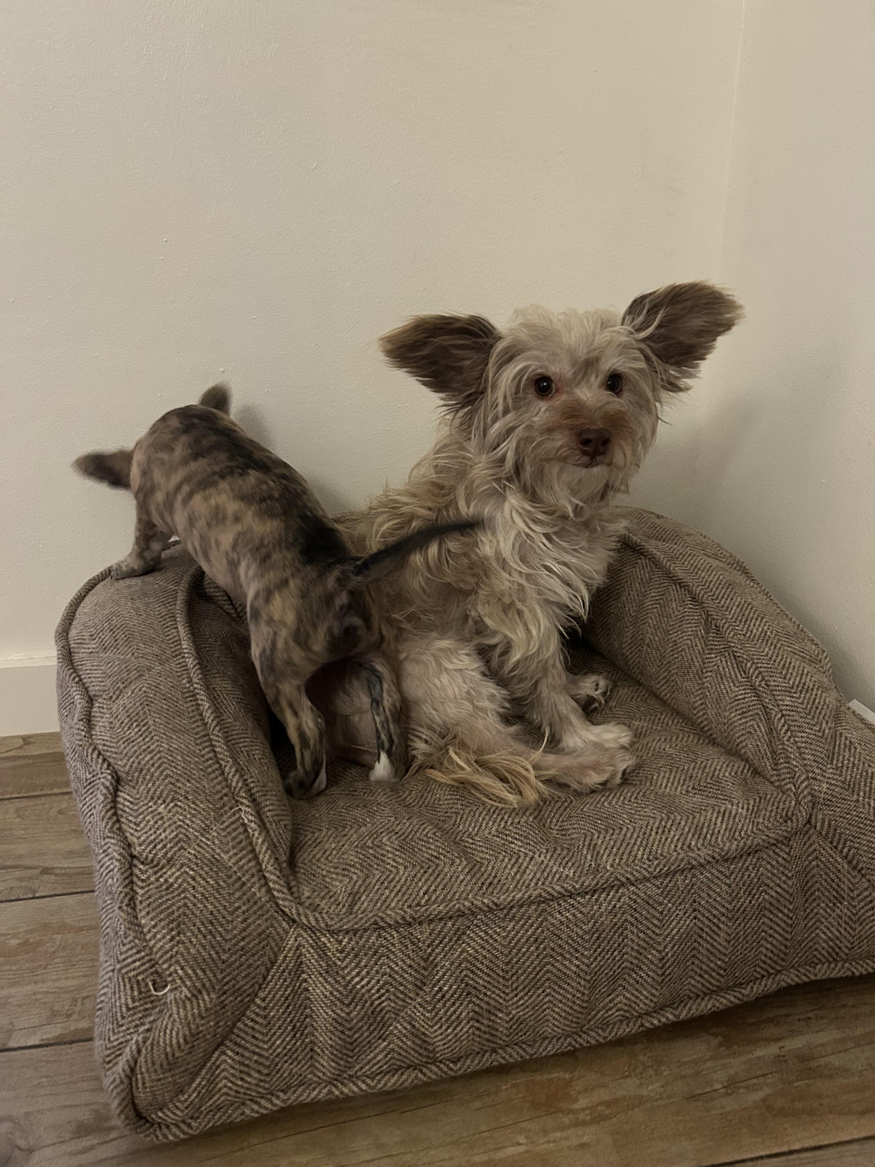 Poppy, an adopted mixed breed in Chandler, AZ image 3/5