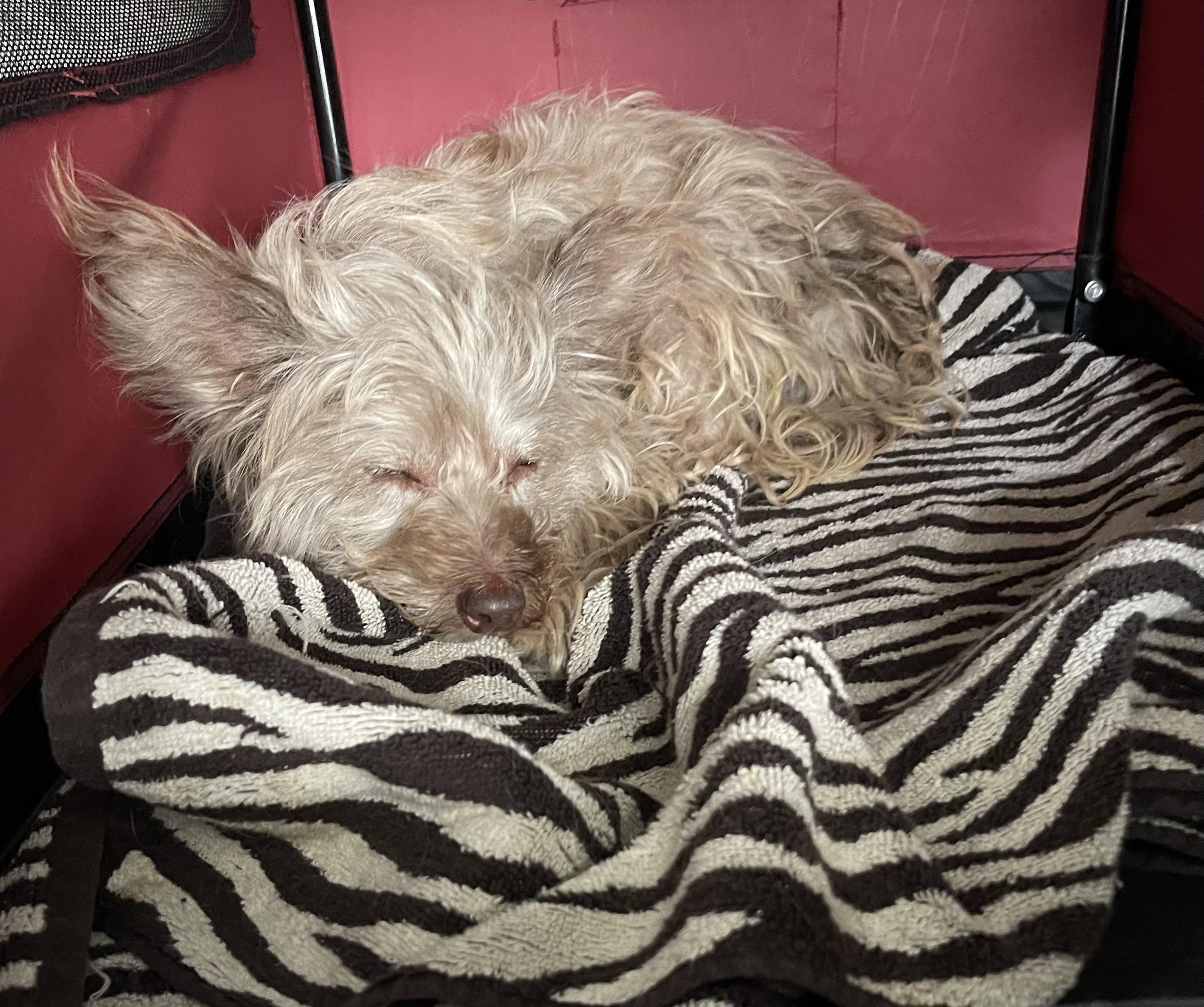 Poppy, an adopted mixed breed in Chandler, AZ image 4/5