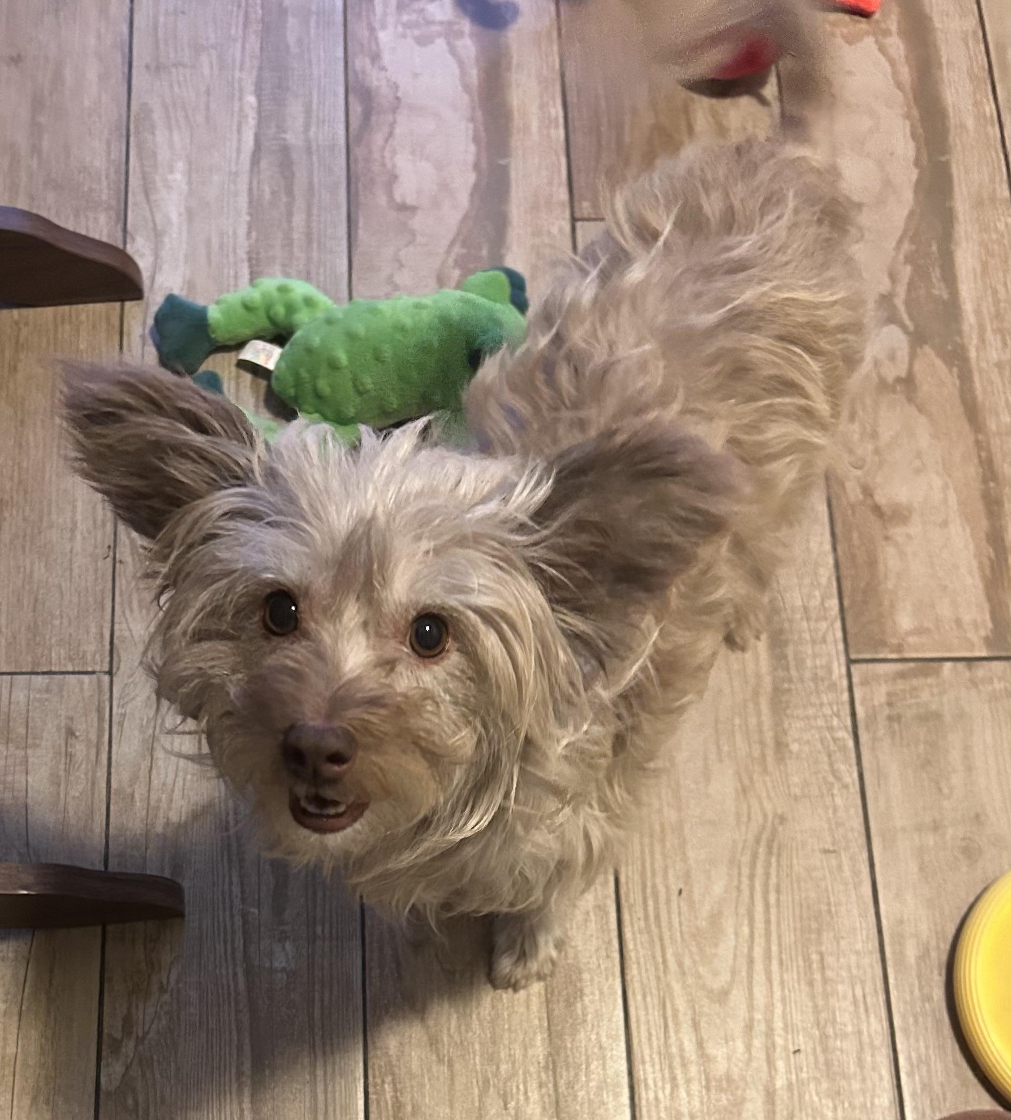 Poppy, adopted, Adult Female Maltese & Chihuahua.