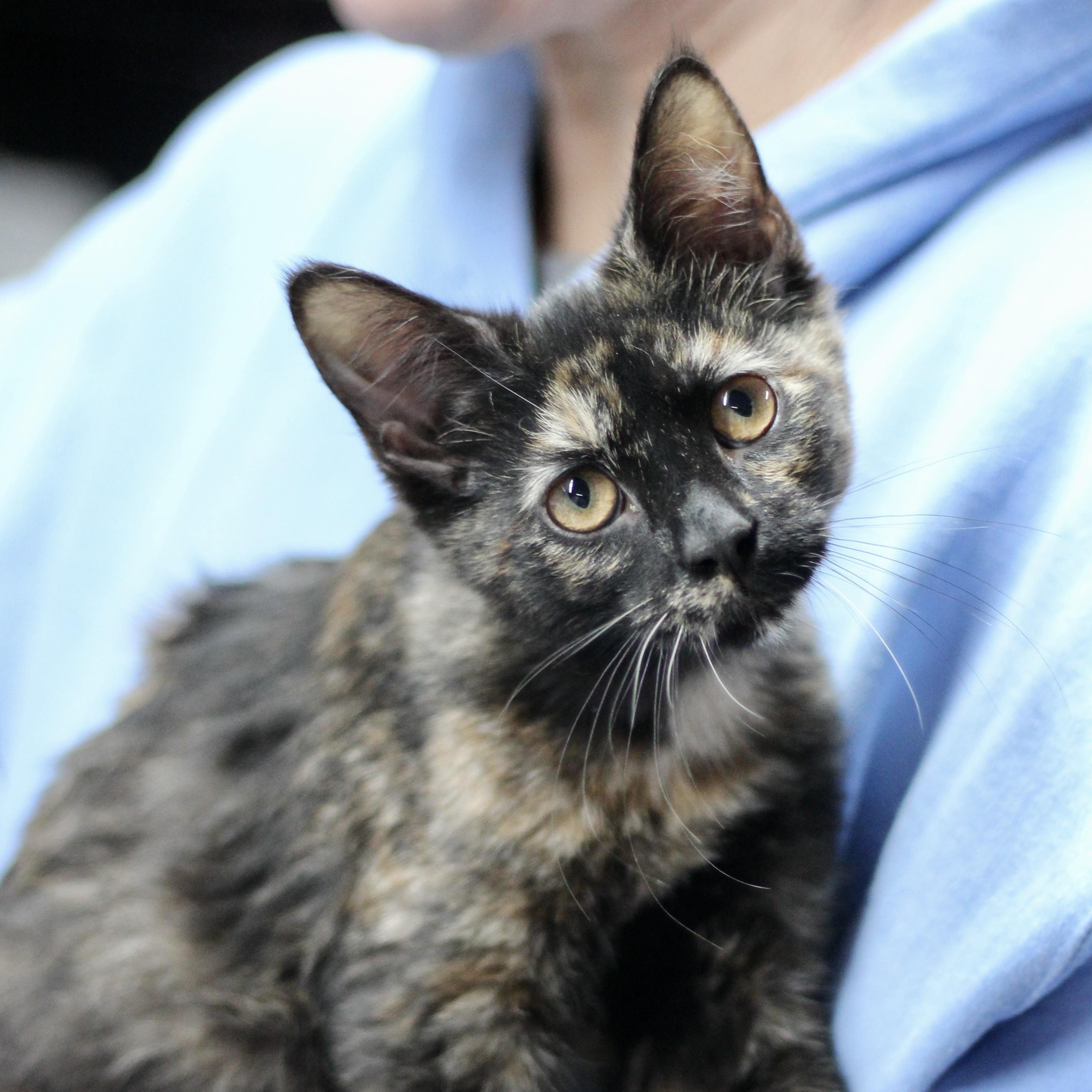 Enlarge Cassidy, a ADOPTABLE Domestic Medium Hair in Avon, OH image 1/1