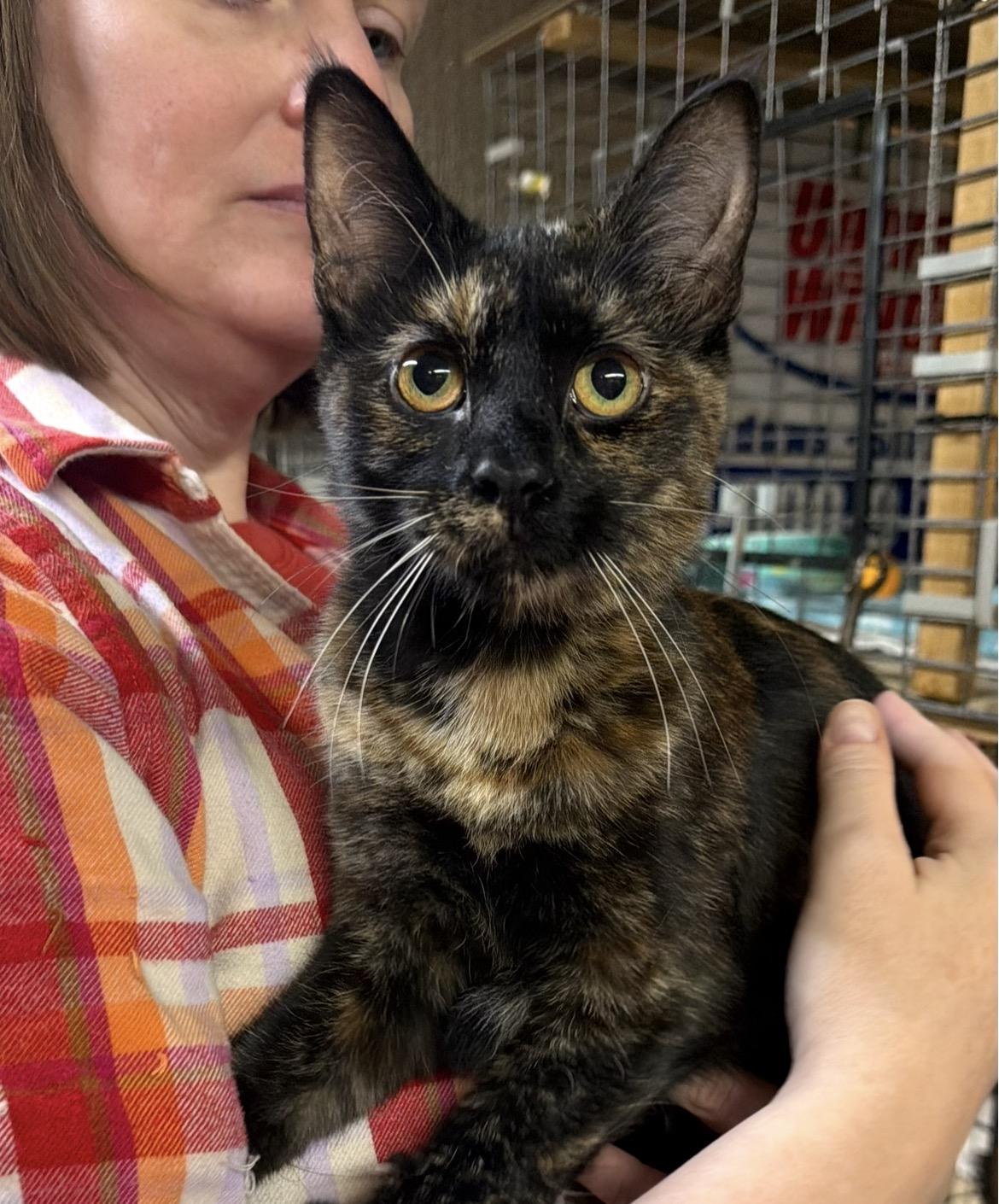 Enlarge Cassidy, a ADOPTABLE Domestic Medium Hair in Avon, OH image 2/2