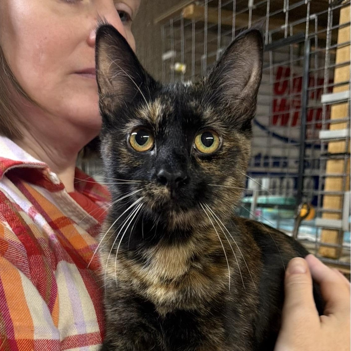 Cassidy, ADOPTABLE, Kitten Female Domestic Medium Hair.