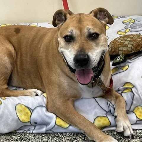 Enlarge Bailey, a Adoptable mixed breed in Norton, MA image 1/3