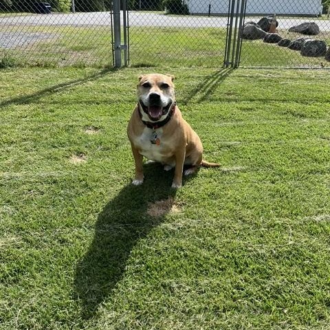 Enlarge Bailey, a Adoptable mixed breed in Norton, MA image 3/3